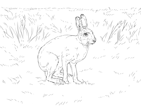 Mountain Hare Coloring Page